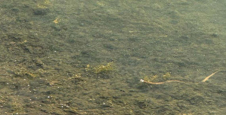 Toxic algae surfaces on Lake Norman again. What's being done to stop ...
