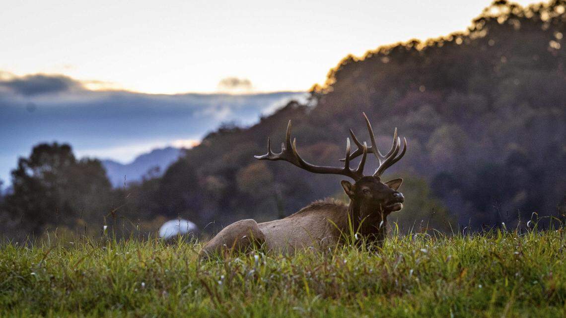 A bull elk rests in a field at sunset near Bryson City, which ranks among the best small towns in the South.