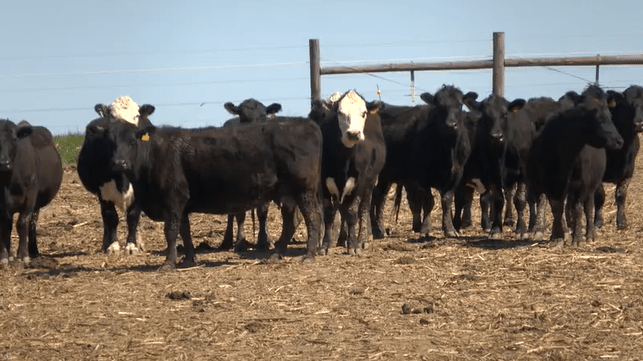 Iowa Cattlemen’s Association explains challenges producers are facing