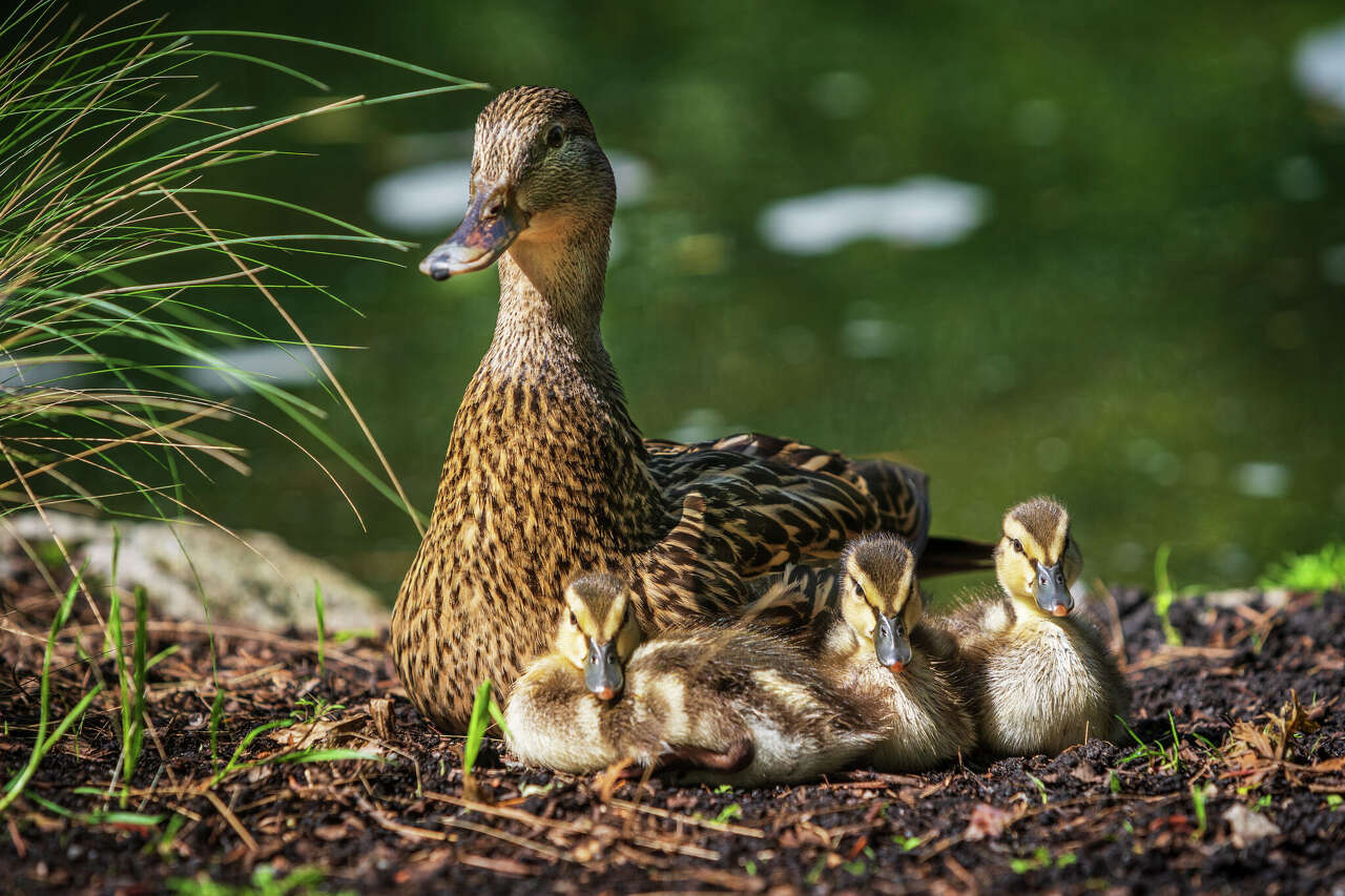 Central Connecticut State University's duck cam returns for its sixth ...