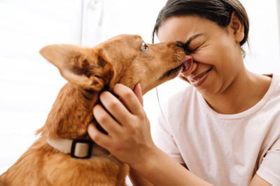 犬が『顔を舐めてくる』心理６選 やめてほしい場合に飼い主がすべき対処法とは？