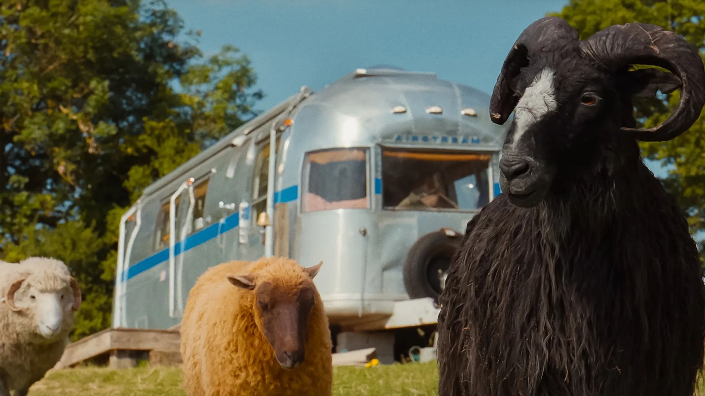 The Sheep Detectives review: Babe meets Thursday Murder Club in this ...