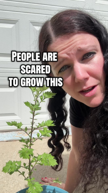 Container gardening makes growing medicinal herbs easier