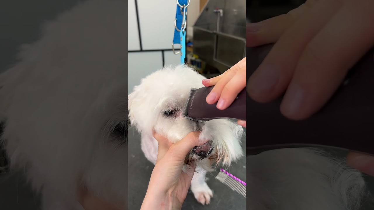 How to groom a small white dog’s face: Step-by-step Maltese trim tutorial