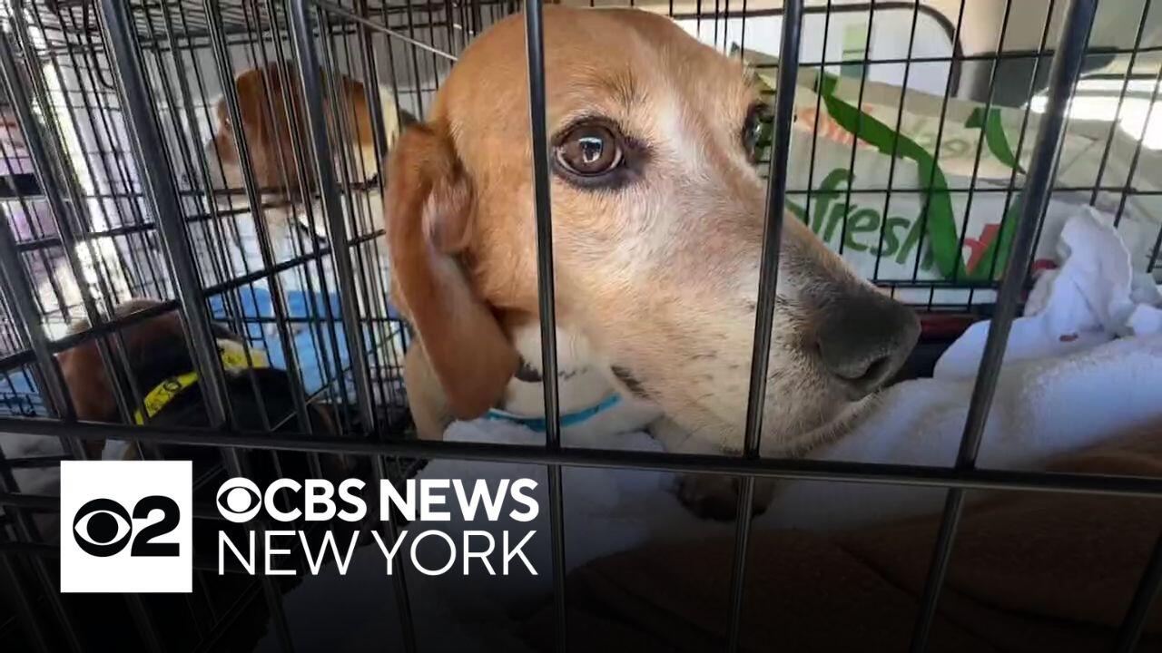 10 beagles rescued from research facility in Wisconsin are now safe in ...