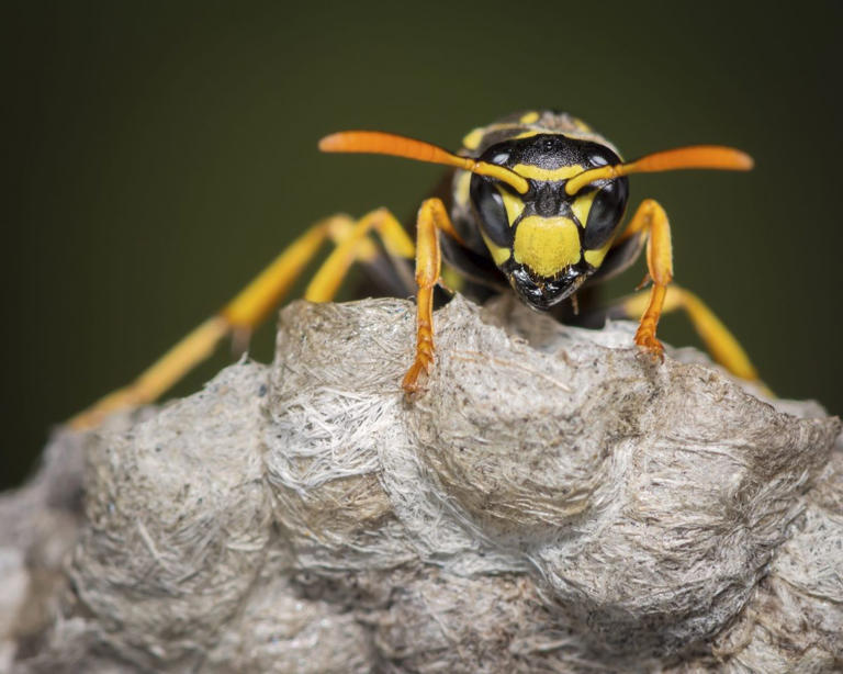 What to know about yellow jackets before you head outside this summer