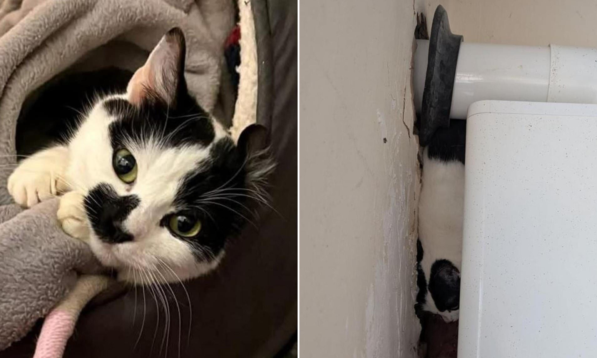 Cat rescued after 12 days trapped seeks experienced owner