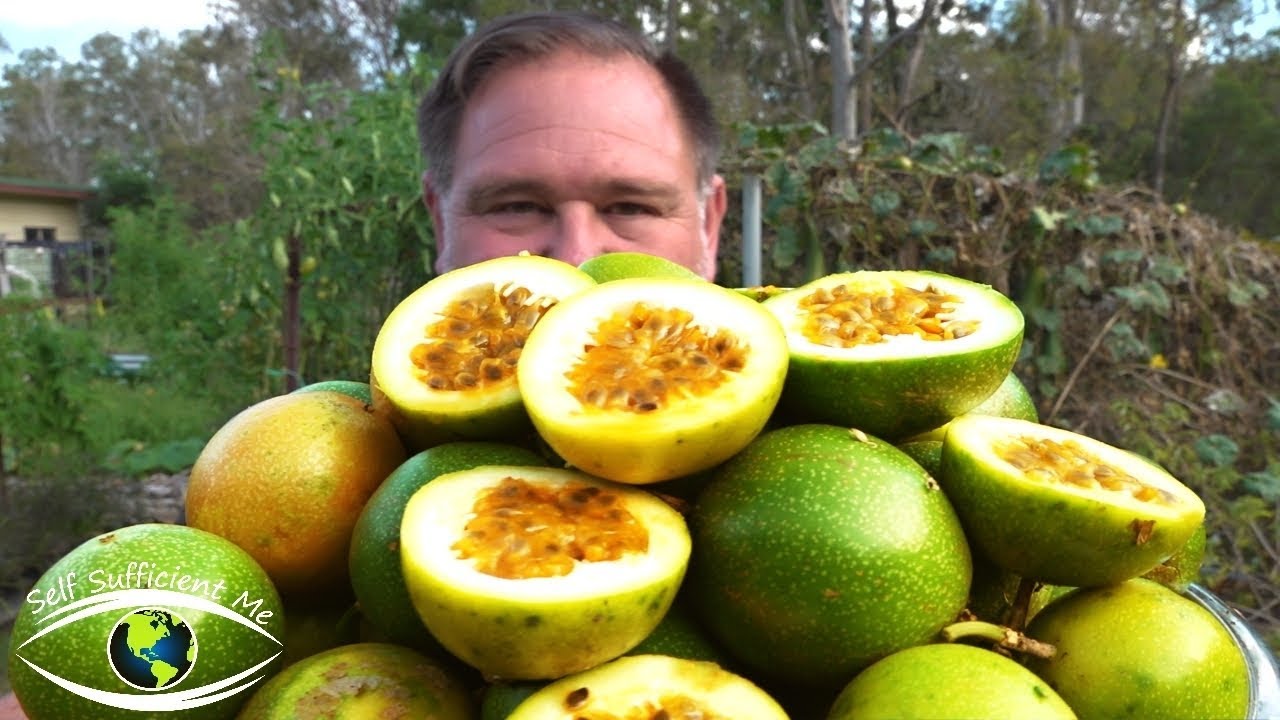 grow-a-ton-of-passionfruit-5-proven-tips-for-abundant-harvests