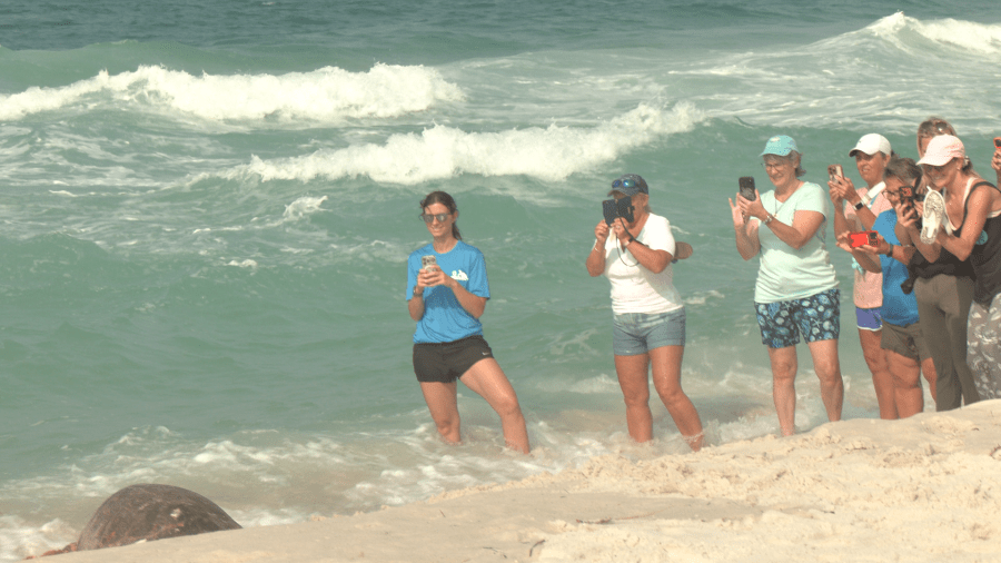 Gulfarium CARE releases 7 sea turtles at Inlet Beach