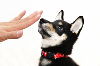 犬が『顔を舐めてくる』心理６選 やめてほしい場合に飼い主がすべき対処法とは？
