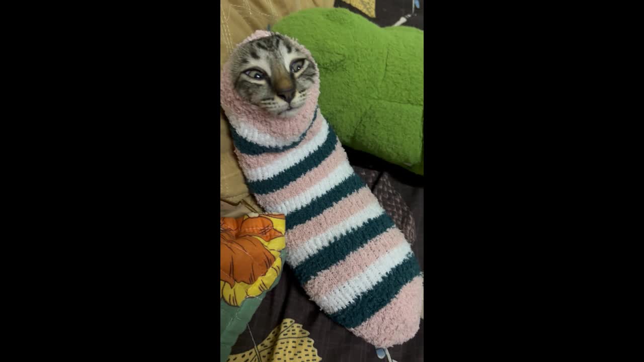 Cat relaxes inside stocking beside owner in Kuching, Malaysia