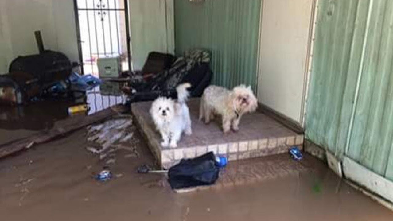 These dogs were stranded during a massive flood, but watch who comes to ...