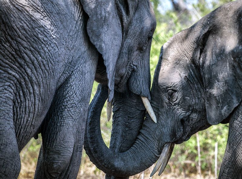 Madikwe Reserve and the normalisation of killing elephants