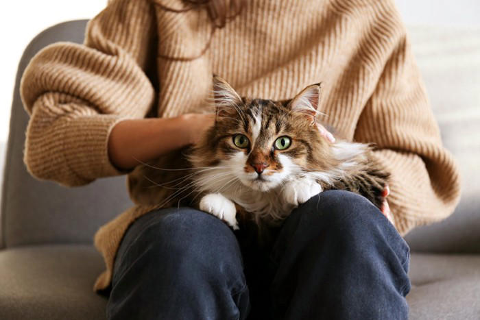 猫が発症する『伝染性腹膜炎（FIP）』とは？原因や表れる症状、最新の治療法まで解説
