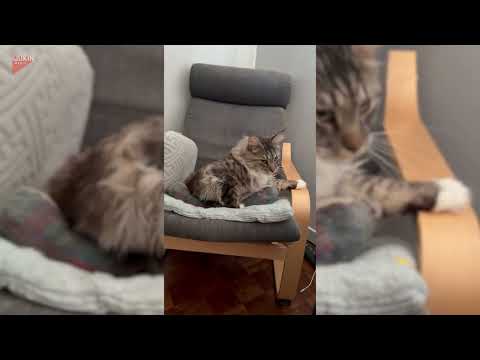 Adorable cat responds lovingly during greeting