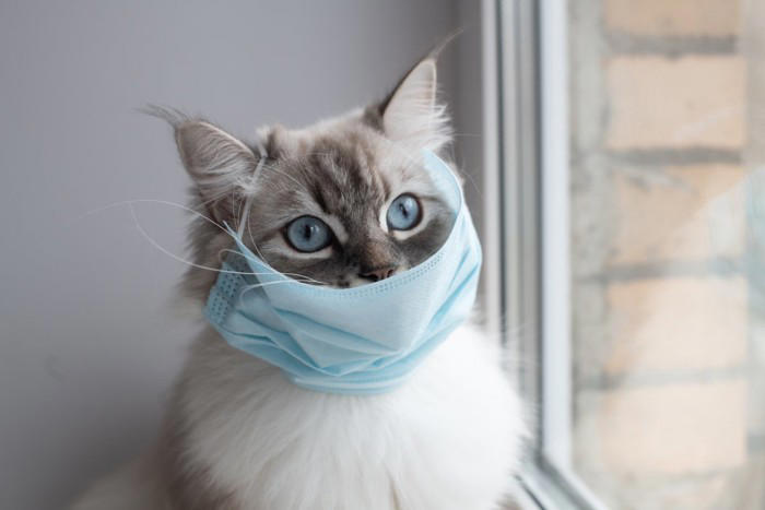 猫が発症する『伝染性腹膜炎（FIP）』とは？原因や表れる症状、最新の治療法まで解説