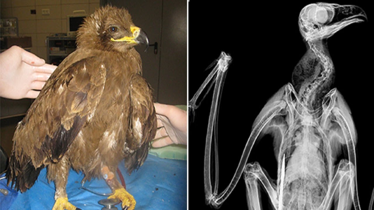 They gave this rare eagle an X-ray and what they found stunned everyone ...