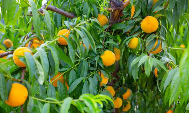 420,000 peach trees to be destroyed following Del Monte bankruptcy