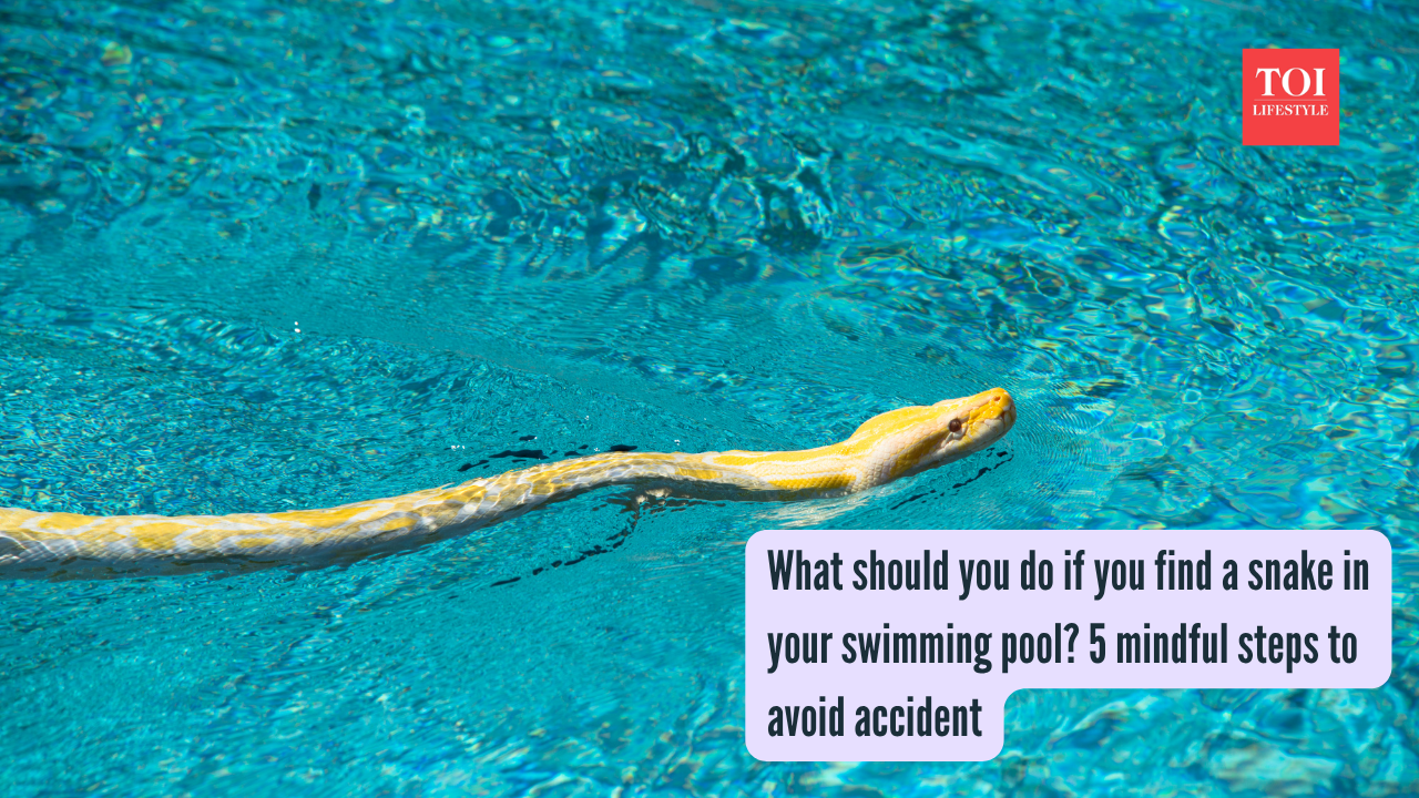 What should you do if you find a snake in your swimming pool? 5 mindful ...