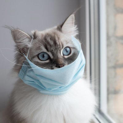 猫が発症する『伝染性腹膜炎（FIP）』とは？原因や表れる症状、最新の治療法まで解説