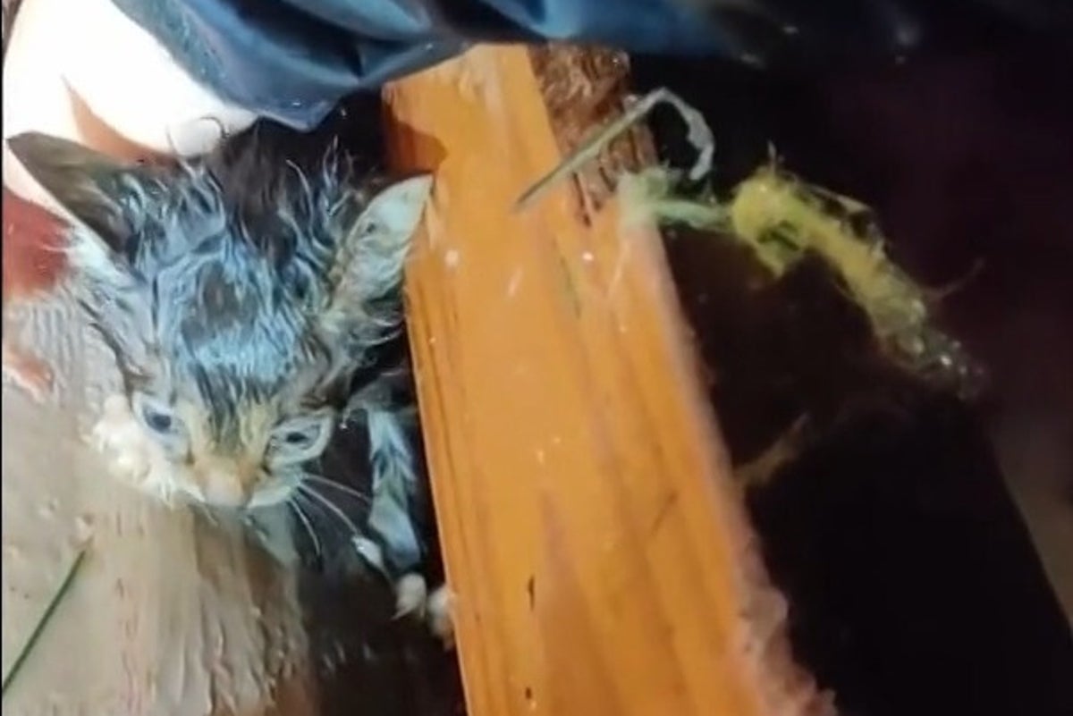 Storm chaser digs through tornado rubble to rescue tiny kitten