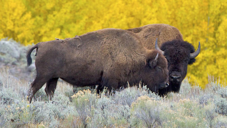 Is Trump admin evicting bison from federal land? Unpacking government ...