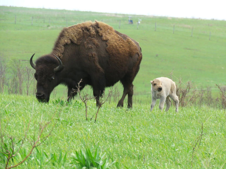 Rare white bison calf driving surge of interest at Neal Smith Refuge