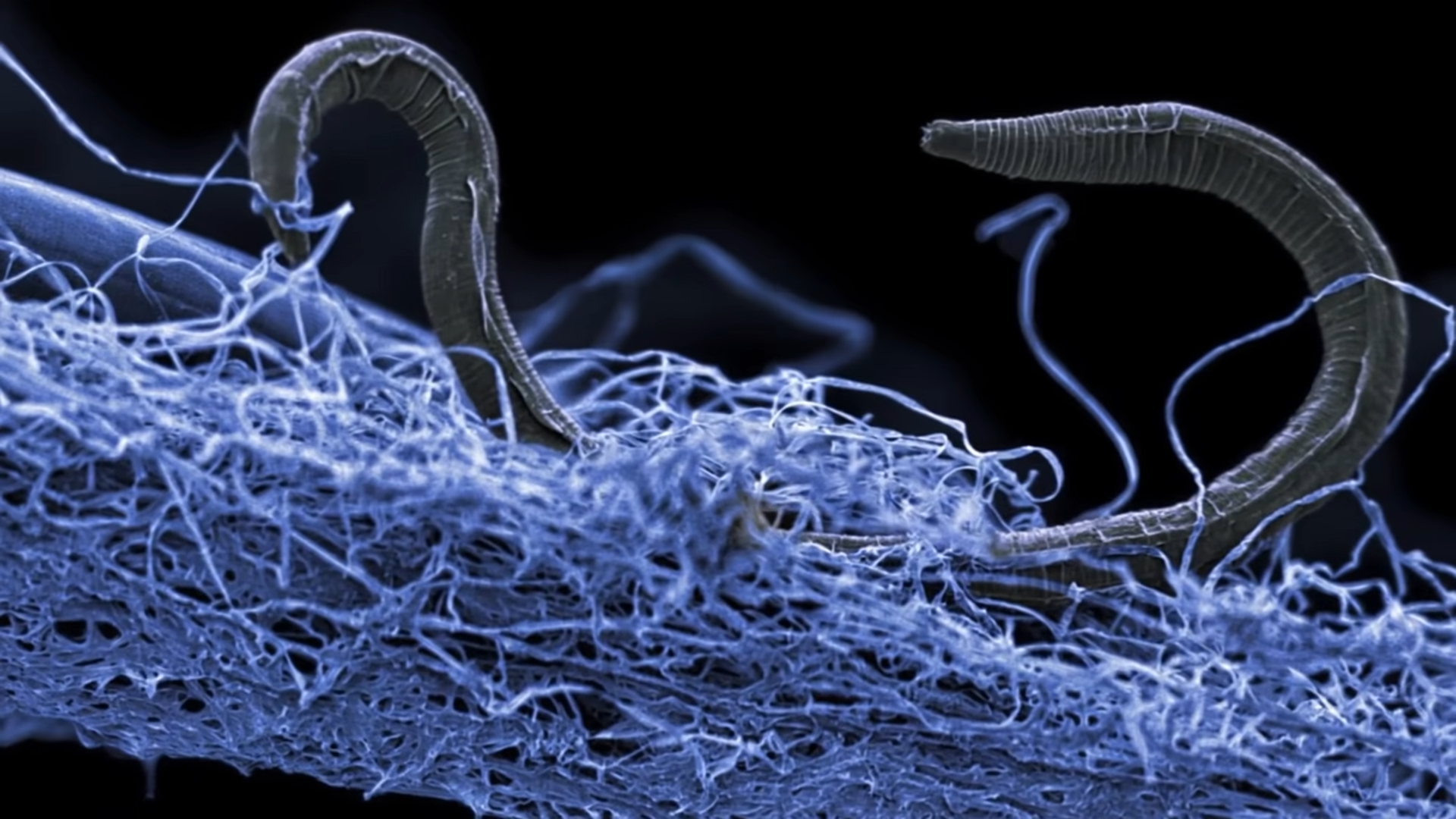Scientists drilled into Earth’s crust - then found life feeding on rock