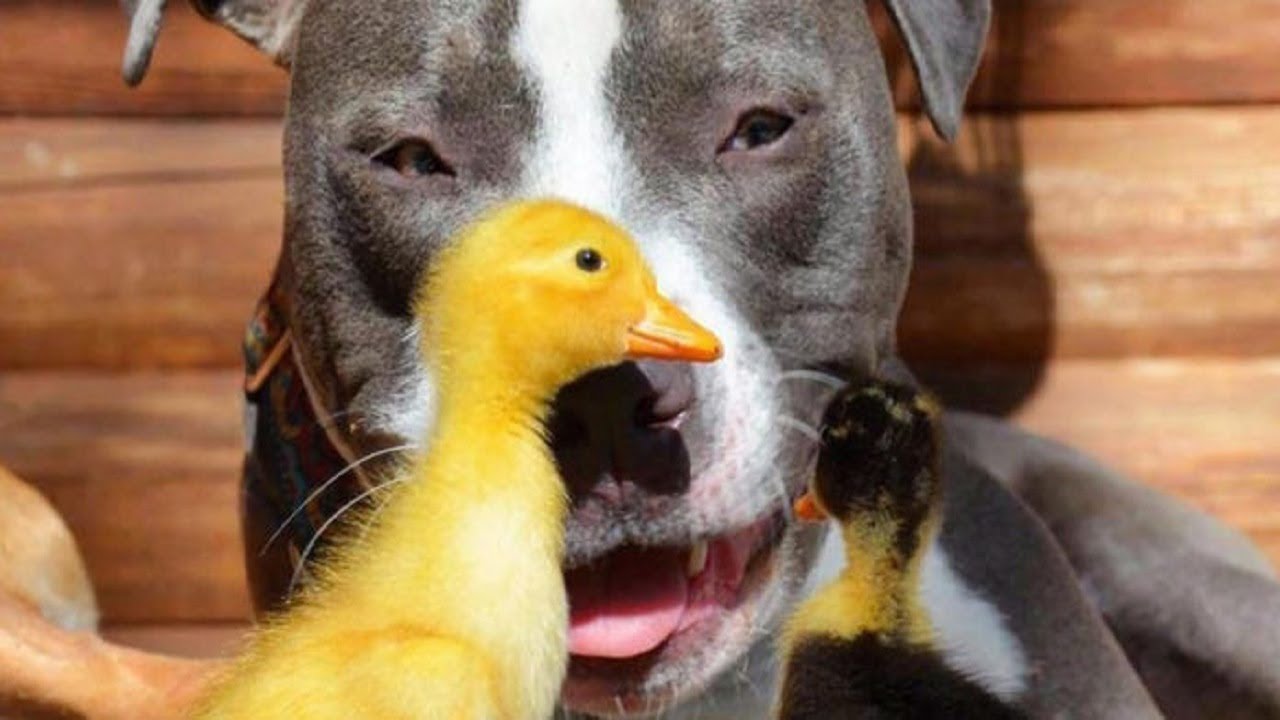 Pit bull fell in love with these baby ducks the second he met them