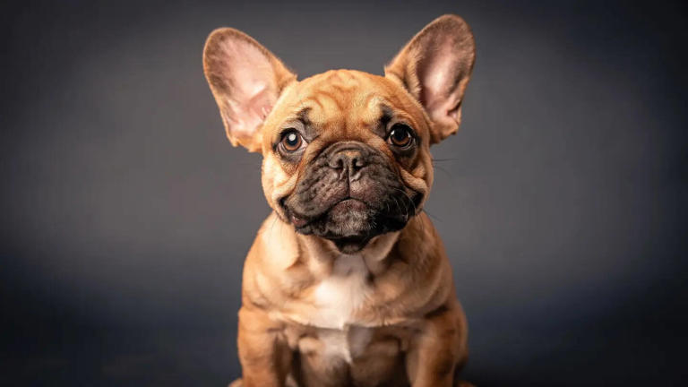 How to understand the small everyday signs that reveal your pet truly ... - Signs Of Hamster Stress In Pets