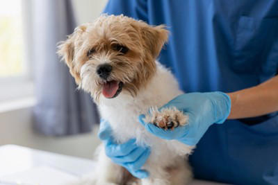 犬が『自分の手足を噛む』理由5選 放っておいて大丈夫？病院に行くべきサインまで
