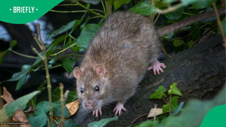 Video: Man stands with South African rats amid hantavirus drama
