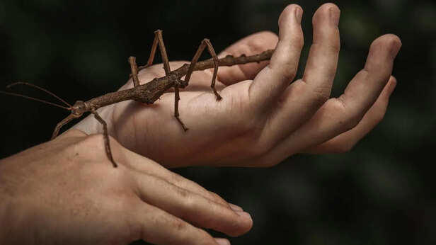 The animal that can 