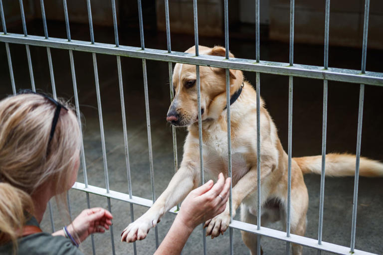 Abbandonato in canile dopo la fine della relazione: il cane viene ...