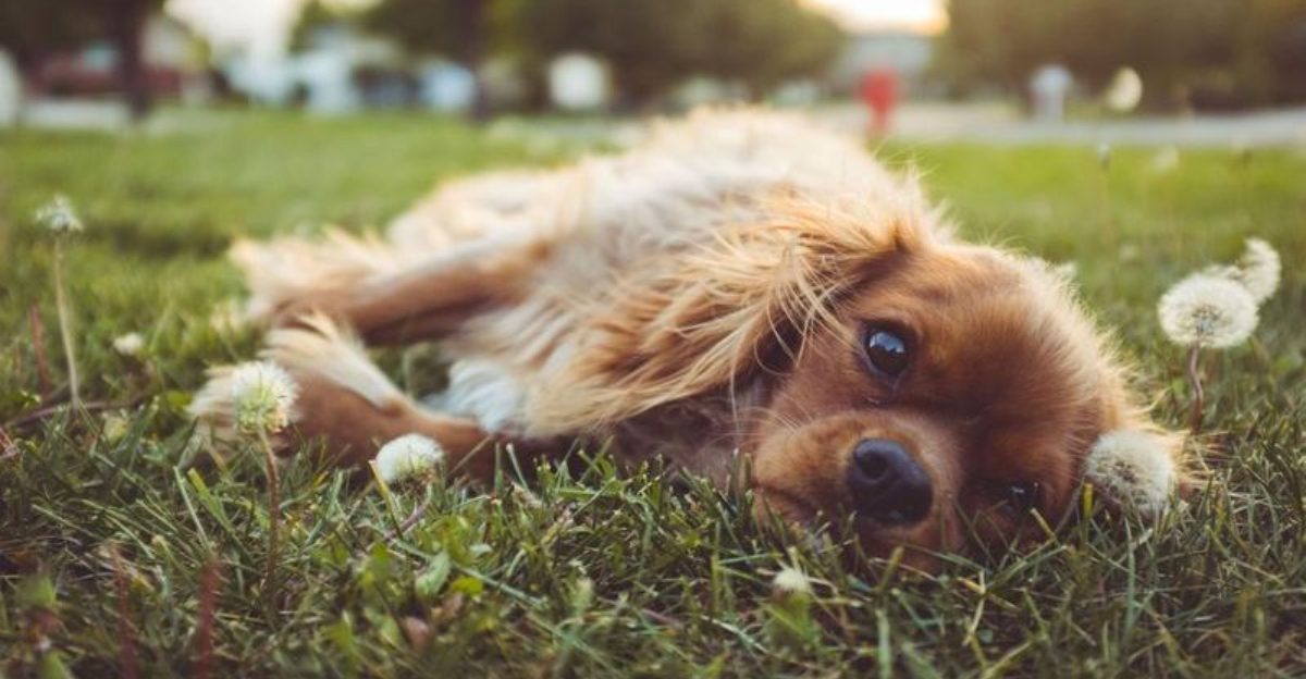 View of 10 emotional behaviors dogs save only for the person they trust completely