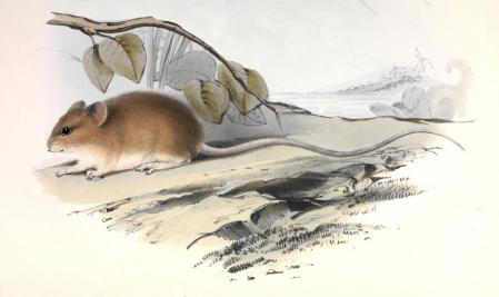 Representación de una ejemplar adulto de 'Oligoryzomys longicaudatus' Animalia.bio