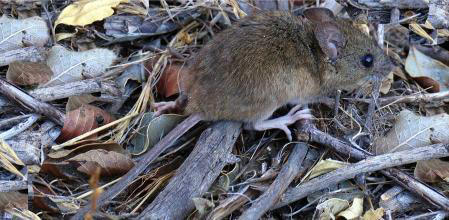 El cuerpo del colilargo ('Oligoryzomys longicaudatus') mide entre 6 y 8 cm mientras que la cola alcanza los 11 y 15 cm de longitud . Yamil Hussein E. CC BY-SA 3.0