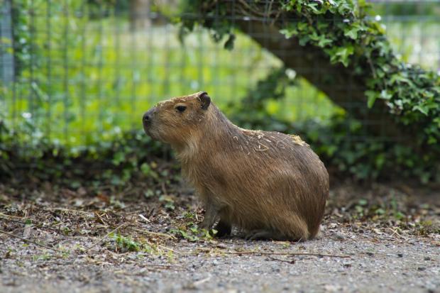 Update on Samba the capybara after escape sightings