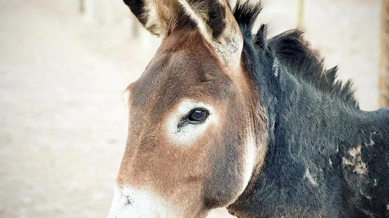 PICS | Western Cape storms leave Karoo Donkey Sanctuary in emergency ...