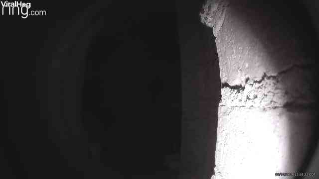 Snake slithers past doorbell camera