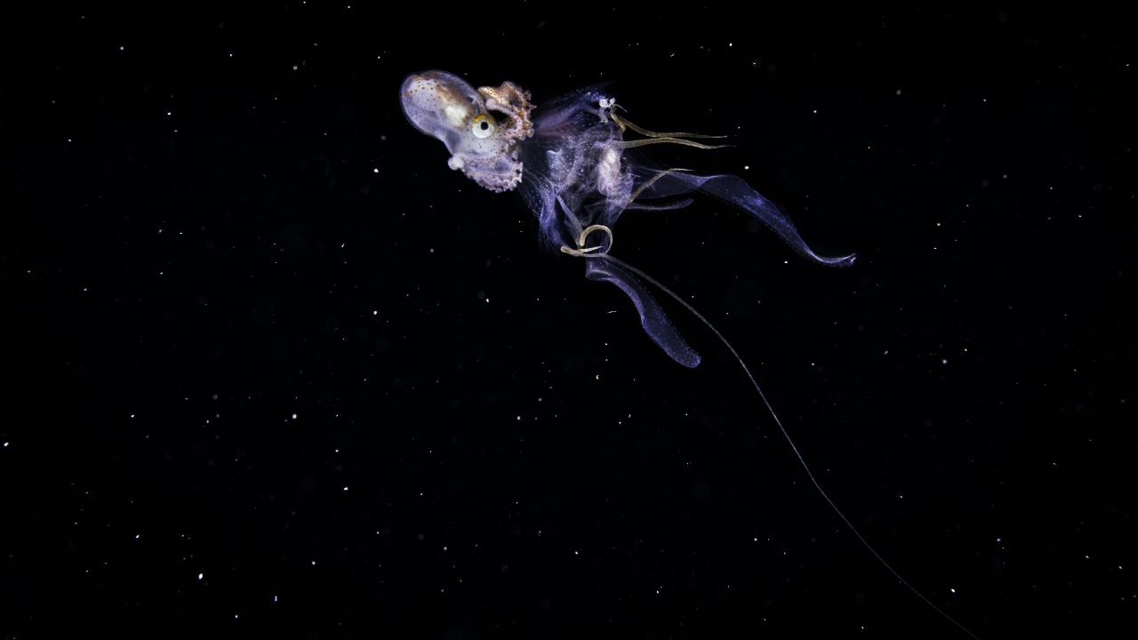 Twenty-four new deep-sea crustaceans discovered as part of a global ...