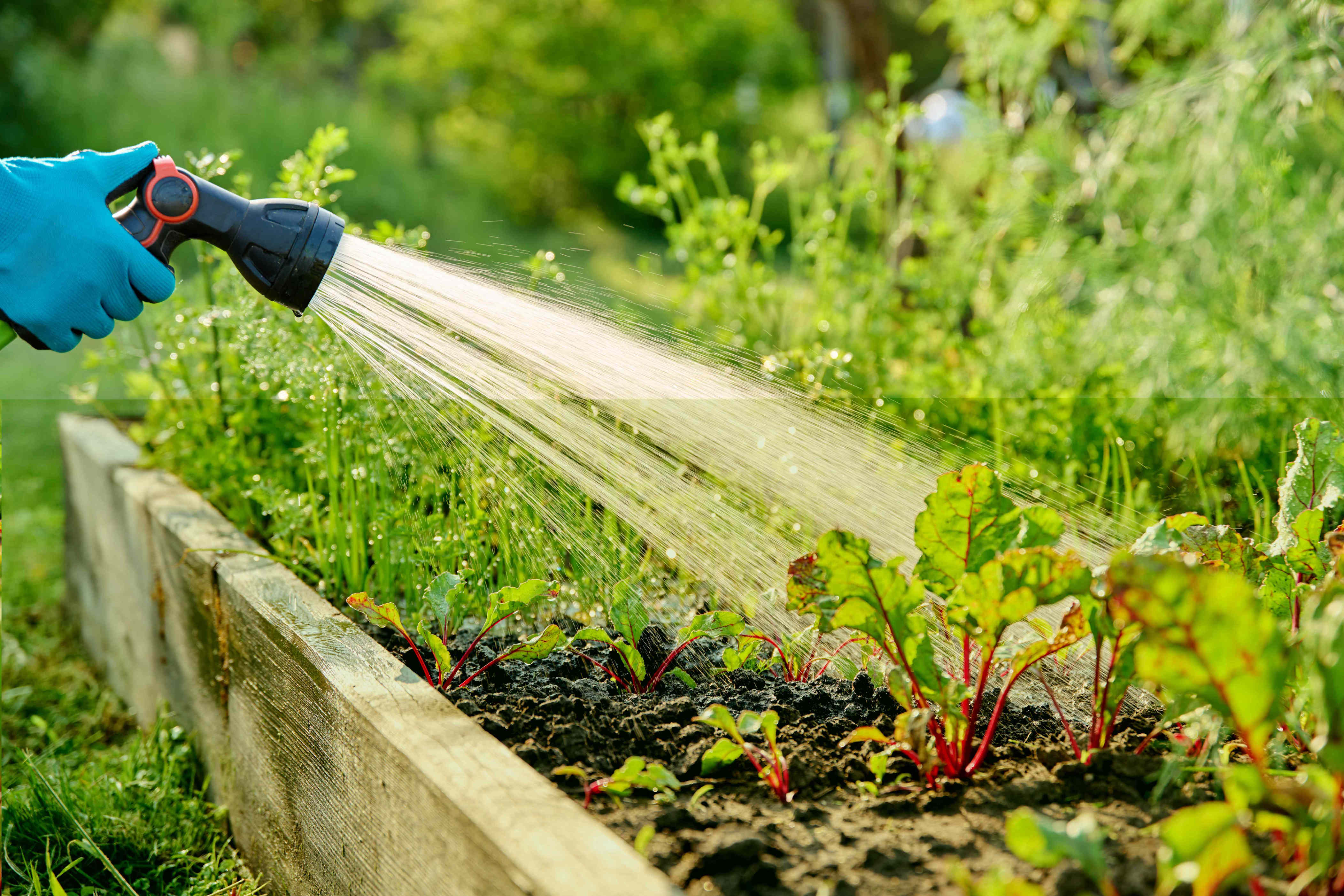 This is the worst time of day to water your vegetable garden
