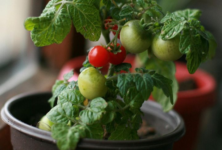 10 low-maintenance vegetables to grow in containers