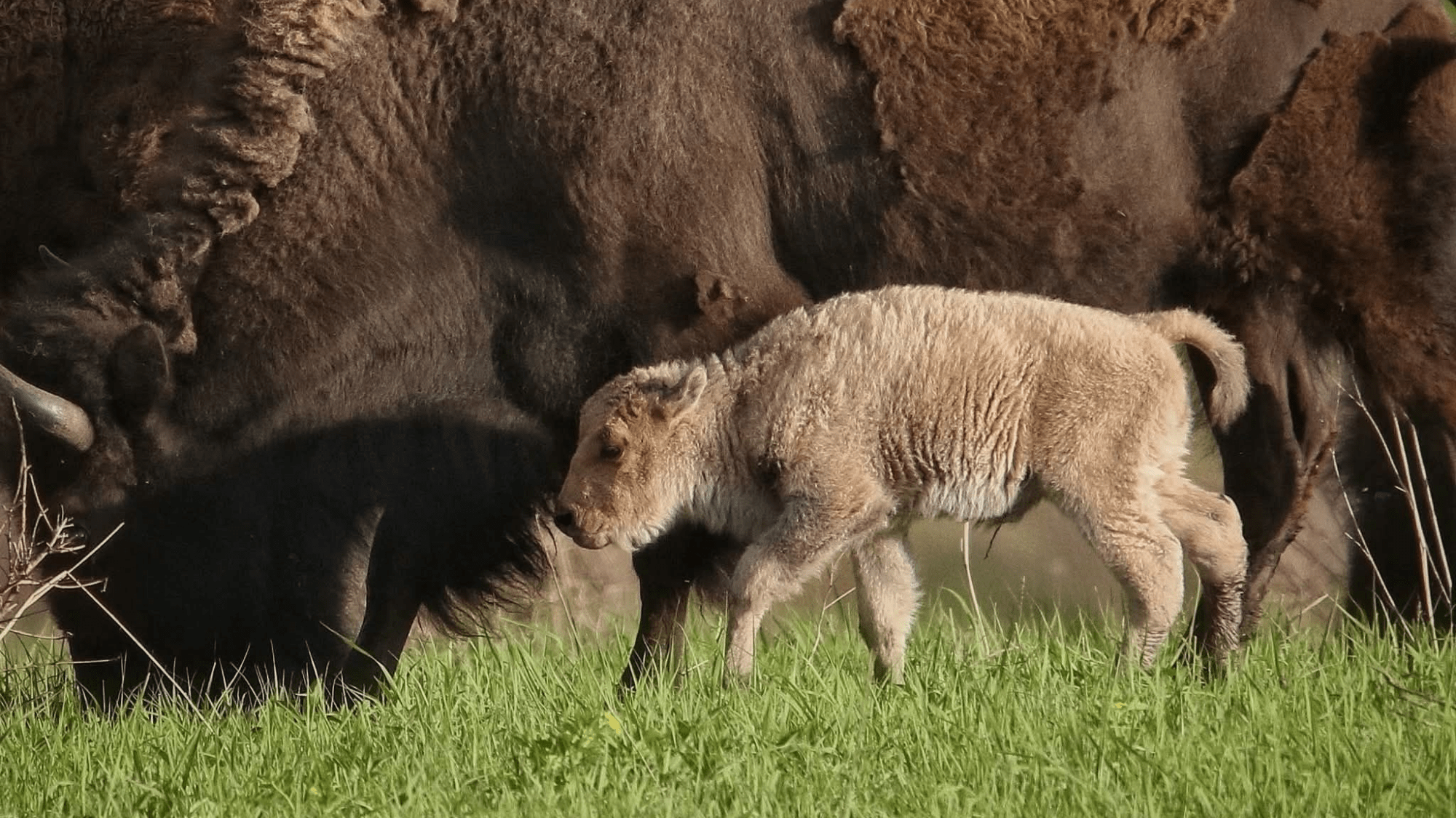 Rare white bison calf born at Iowa wildlife refuge