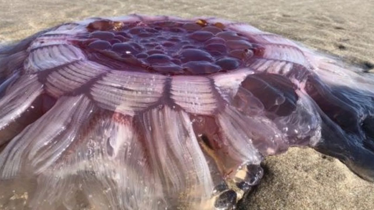 A couple saw this pulsating creature on the beach and knew they had to ...