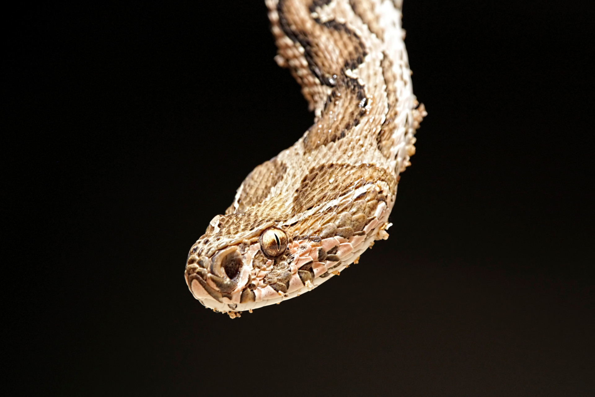 The most dangerous predators that hunt at night