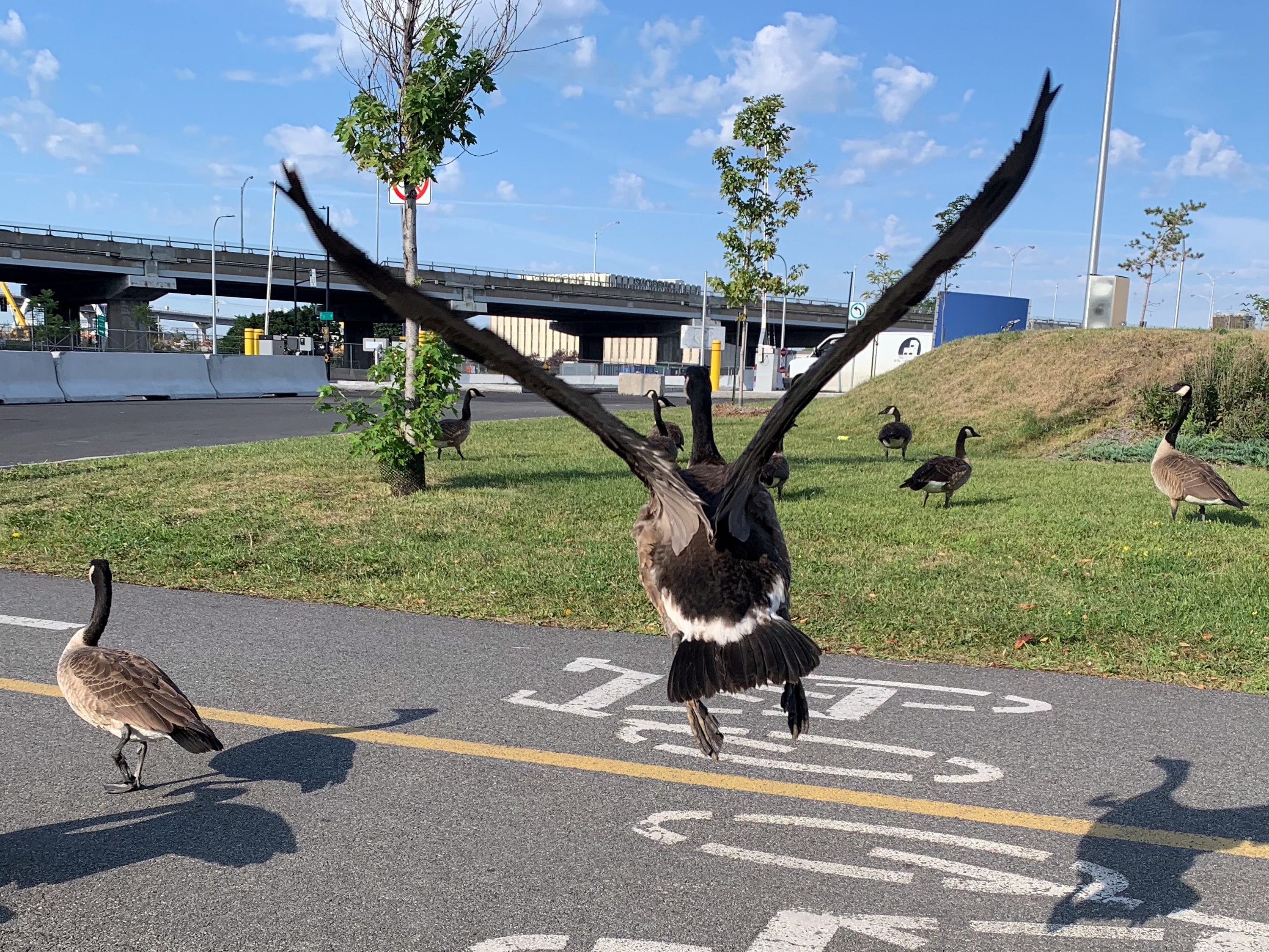 Montreal weather: That’s a lot of flockin’ geese