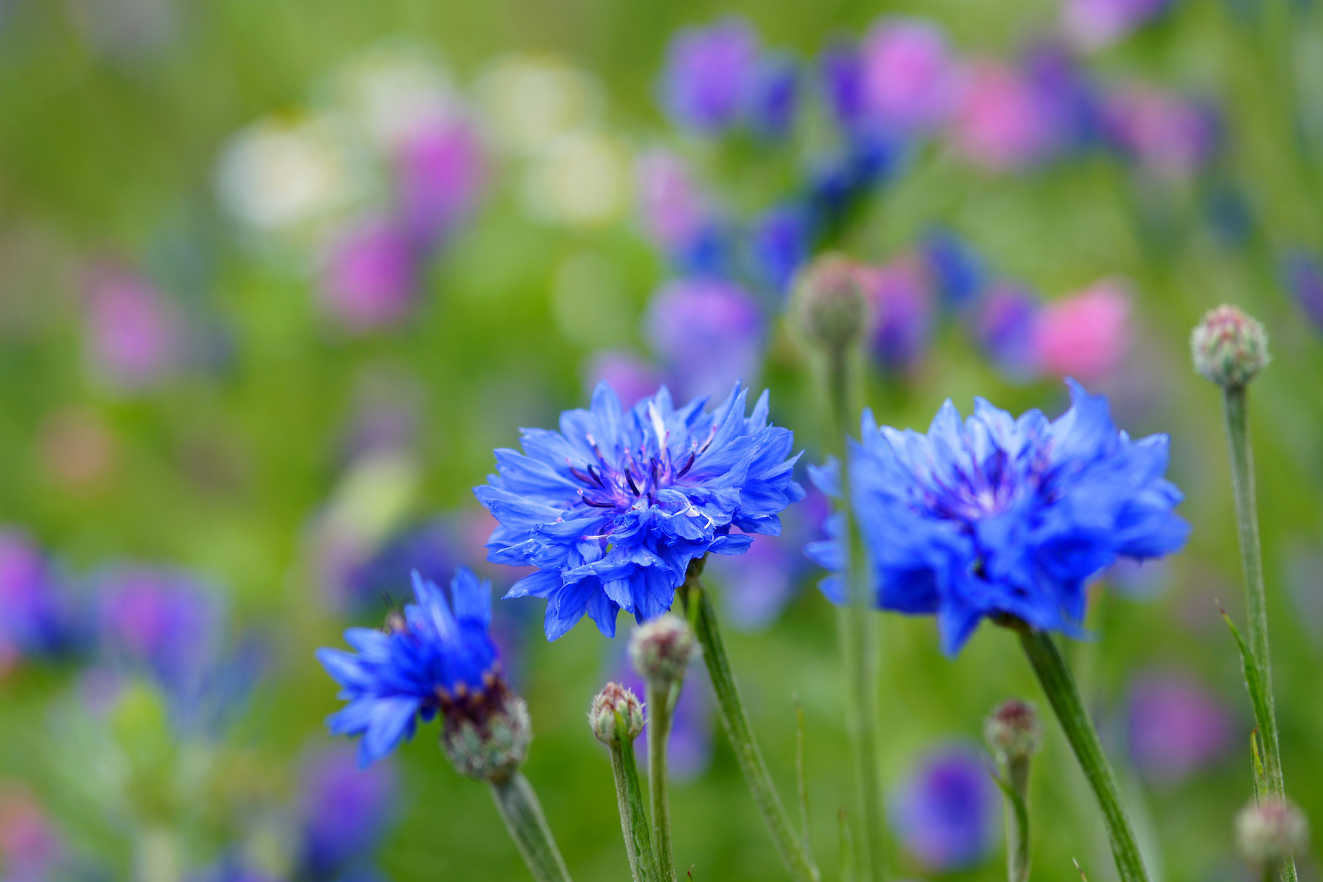 Everyday plants with impressive wellness benefits