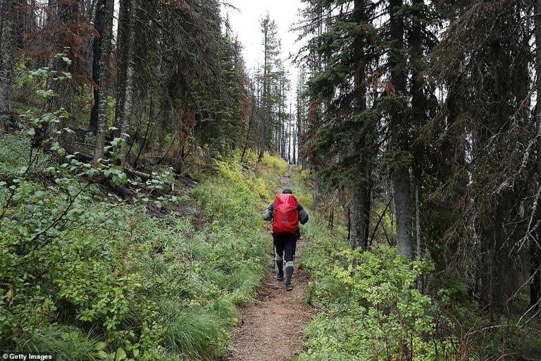Missing hiker's body found in Montana park amid possible bear attack