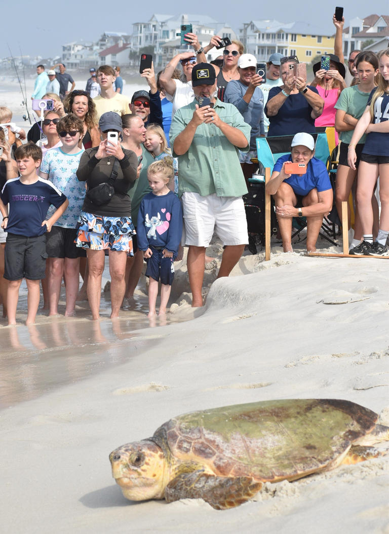Hundreds watch seven sea turtles return to the Gulf